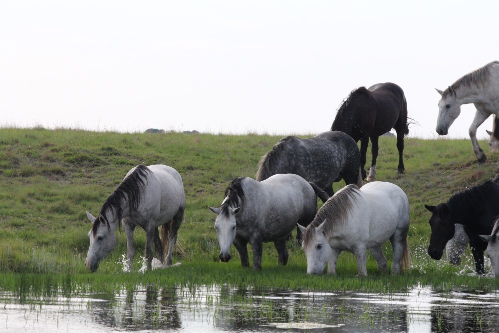 Pure bred percheron sport horses020.jpg